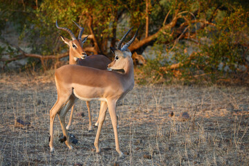 Schwarzfersenantilope / Impala / Aepyceros melampus