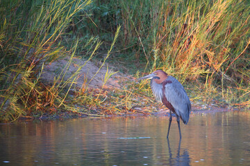 Goliathreiher / Goliath heron / Ardea goliath.