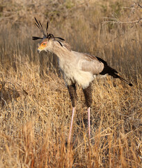 Sekret&auml;r / Secretarybird / Sagittarius serpentarius