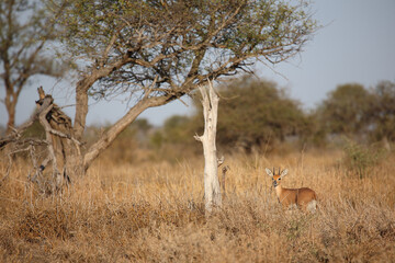 Afrikanischer Steinbock / Steenbok / Raphicerus campestris