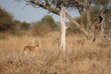 Afrikanischer Steinbock / Steenbok / Raphicerus campestris