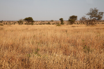 Afrikanischer Busch - Kr&uuml;gerpark / African Bush - Kruger Park /