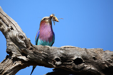 Gabelracke / Lilac-breasted roller / Coracias caudata..