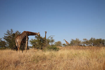 Giraffe / Giraffe / Giraffa camelopardalis