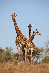 Giraffe / Giraffe / Giraffa camelopardalis