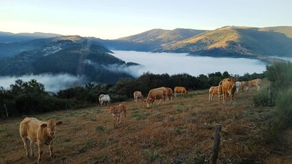 Vacas en las montañas de Lugo