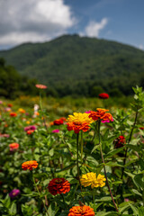 flower field in mountains