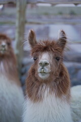Obraz premium Llamas en Argentina