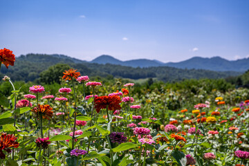 flower field in mountains