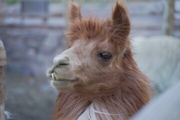 Llamas en Argentina
