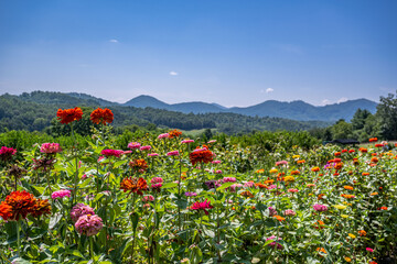 flower field in mountains