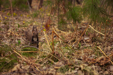 Captured how the squirrel eats.
