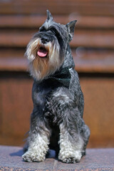 Salt and pepper Miniature Schnauzer dog with cropped ears posing outdoors with a bow tie sitting on marble stones near a fountain in summer