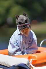 Cute salt and pepper Miniature Schnauzer dog with cropped ears posing outdoors wearing sunglasses and a light blue shirt sitting on an orange lifebuoy in a small boat in summer