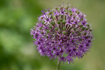 Nahaufnahme Zierlauch, Sorte Riesen Lauch, allium