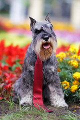 Cute salt and pepper Miniature Schnauzer dog with cropped ears posing outdoors wearing a long red necktie sitting on a green grass between red Begonia and yellow Marigold flowers in summer