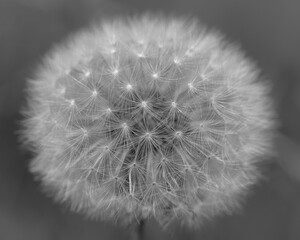 Pusteblume in schwarz-weiß