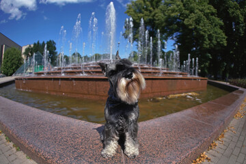 Cute salt and pepper Miniature Schnauzer dog with cropped ears posing outdoors with a black bow tie sitting on marble stones near a fountain in summer. Wide angle view