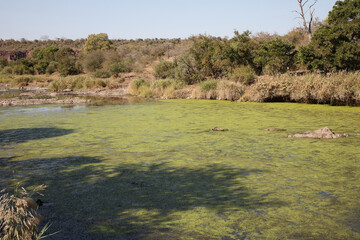 Afrikanischer Busch - Krügerpark - Sweni River / African Bush - Kruger Park - Sweni River /