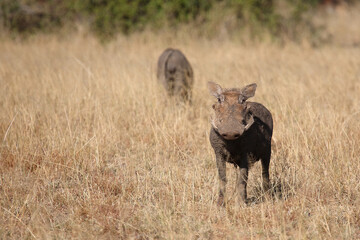 Warzenschwein / Warthog / Phacochoerus africanus