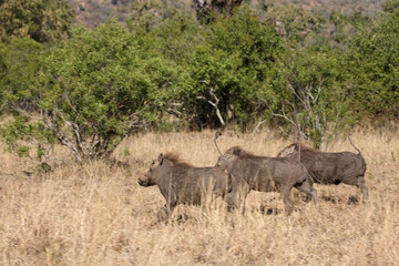 Fototapeta premium Warzenschwein / Warthog / Phacochoerus africanus.