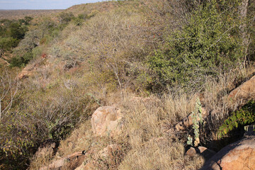 Afrikanischer Busch - Krügerpark / African Bush - Kruger Park /