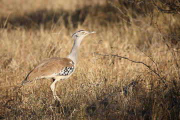 Riesentrappe / Kori bustard / Andreotis kori.
