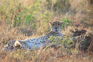 Gepard / Cheetah / Acinonyx jubatus © Ludwig