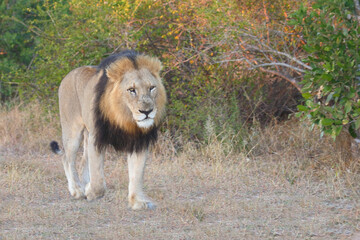 Afrikanischer Löwe / African lion / Panthera leo.