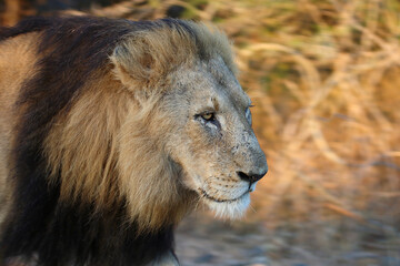 Afrikanischer Löwe / African lion / Panthera leo.