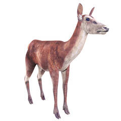 Female deer animal isolated on transparent