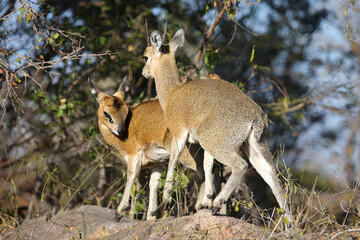 Klippspringer / Klipspringer / Oreotragus oreotragus