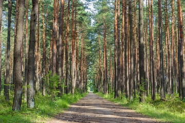 Dirt road through pine forest