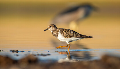 Ruddy Turnstone (Arenaria interpres) Aysa, Australia, spreads in Europe, America and Africa, but is...