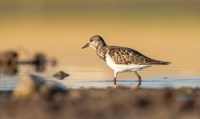 Ruddy Turnstone (Arenaria interpres) Aysa, Australia, spreads in Europe, America and Africa, but is...