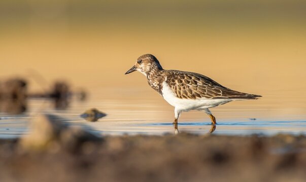 Ruddy Turnstone (Arenaria interpres) Aysa, Australia, spreads in Europe, America and Africa, but is rare. It is seen in Diyarbakir Tigris Valley during migration periods.