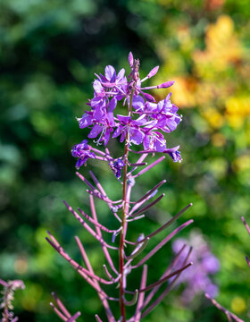 Fireweed (Chamerion angustifolium) is a widespread purple wildflower that used to be in the genus Epilobium. This one is growing wild in Mount Rainier National Park.