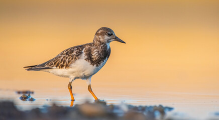 Ruddy Turnstone (Arenaria interpres) Aysa, Australia, spreads in Europe, America and Africa, but is rare. It is seen in Diyarbakir Tigris Valley during migration periods.