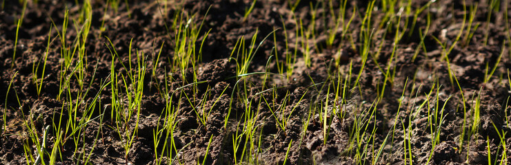  Young plant of wheat or cereal crop,.