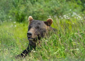 close up on Alaska brown bear