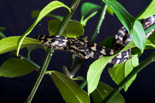 Jungle Carpet Python in a Tree