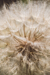 Macro. Tragopogon, also known as goatsbeard or salsify, is a genus of flowering plants in the family Asteraceae.