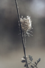 Daucus carota. European wild carrot, bird's nest, bishop's lace.