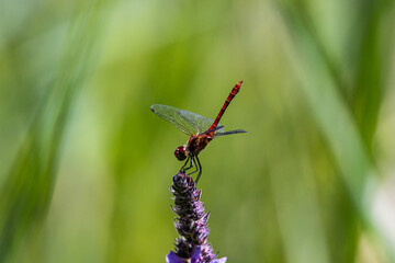Libellule en ballade