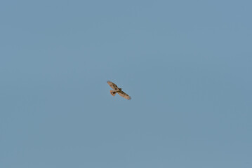A Red-Tailed Hawk Flying High In A Blue Summer Sky In Wisconsin