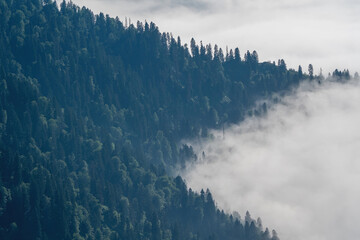Pine forests and cloud sea in Turkey