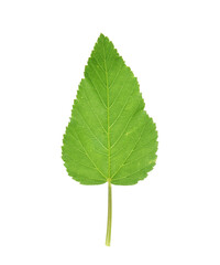 Green leaves isolated on transparent background.