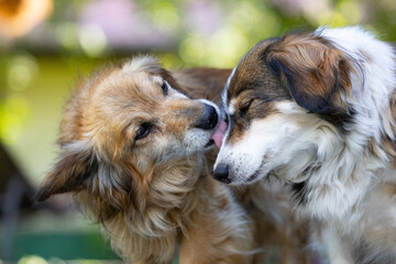 Two cute mutts. The dog licks the other dog. A pair of dogs