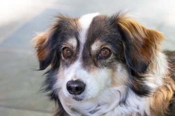 Fototapeta premium portrait of a dog