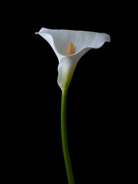 white calla lily isolated on a black background